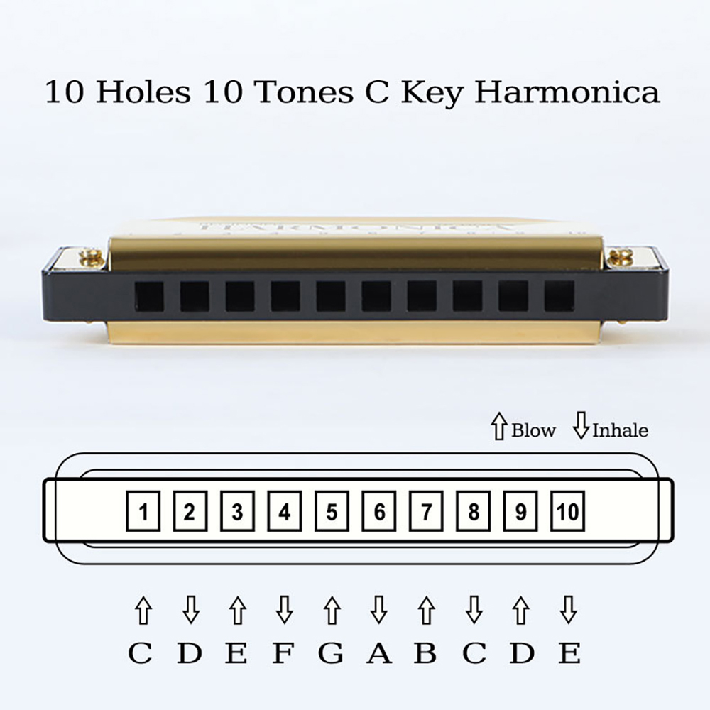 10 Hole C Harmonica Blues Harp - đánh giá và giá Harmonica 10 Hole